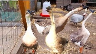 Chinese Geese Sounds  Hungry Chinese Geese Honking  Sounds Of Brown Chinese Geese Honking [upl. by Ahsilav422]