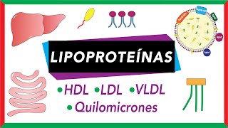 Lipoproteínas Quilomicrones VLDL LDL y HDL Transporte de lípidos [upl. by Tanney296]