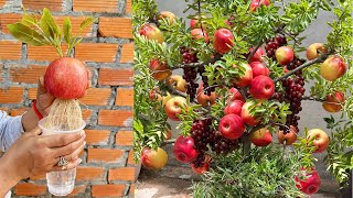 Simple tips for Growing Apples With Grapes at home Growing Incredible strange Grow [upl. by Evreh]