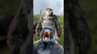 If you encounter a gorilla 🦍🦍 amazingfacts facts [upl. by Sirotek311]