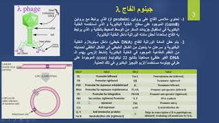 Lysogenic cycle in Lambda phage دورة الكمون في الفاج لامبدا [upl. by Sirtimid]