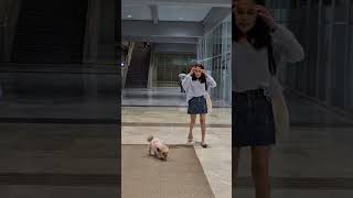 ARRIVED MADAM KURDAPYA airport happydog furmom 2024 shortvideo [upl. by Artenehs102]