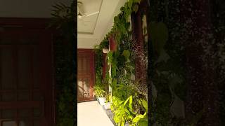 Indoor plants careindoorplants garden gardenplants shorts ytshorts trending viralshort [upl. by Akiwak]