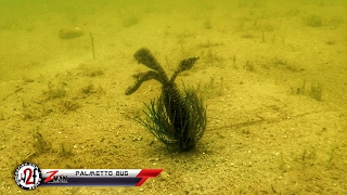 ZMan Palmetto Bug Underwater Video [upl. by Ynaffad]