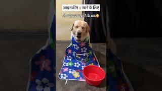 Tere bina na guzara 😘  labra rubi  youtubeshorts shorts labrador doglover viralsongs cute [upl. by Aihcela916]