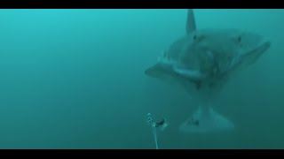 Halibut Fishing  Strike Filmed Underwater with Gopro  6 [upl. by Nikal]