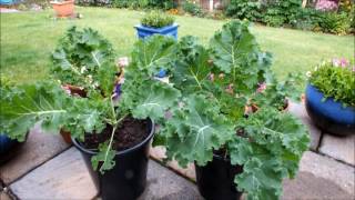 Grow Curly Kale in a pot on a patio Part 1 [upl. by Lucias226]