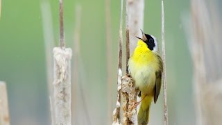 Birding Trip to Point Pelee National Park [upl. by Orbadiah]