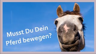 Das Pferd ist kein Lauftier  Teil 2 von 6  Ich muss mein Pferd bewegen [upl. by Lawton]