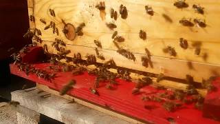 Carnica bees colony  Apis Donau [upl. by Nayb]