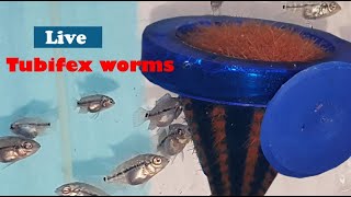 how to feed live tubifex worms to fishes [upl. by Ahseat]