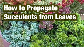 How to Propagate Succulents from Leavesgarden grafting viral shorts youtubeshorts [upl. by Thedric]