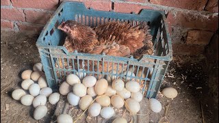 Hen harvesting eggs to cute 50 baby chicken [upl. by Domash]