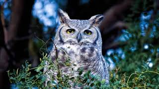 Great Horned Owl Call  Free Sound Effects  Animal Sounds [upl. by Mil97]