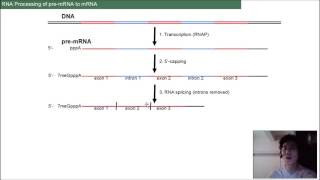 RNA Processing Review BI 108 [upl. by Kiah233]