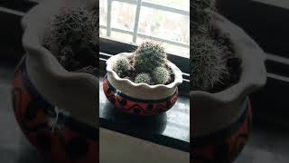 Mammillaria Senilis Cactus [upl. by Chura]