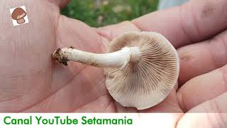 Agrocybe aegerita Cyclocybe aegerita Descubriendo la Seta de Chopo  Setamania Aula [upl. by Rehpetsirhc]