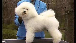 Bichon Frise  AKC Dog Breed Serie [upl. by Kinnard343]