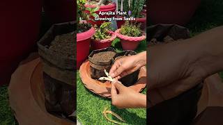 How to grow aprajita plantblue pea from seedsshortsplants gardening houseplants [upl. by Bowlds523]