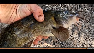 Wimmera river quick bait session for four species [upl. by Ardle]