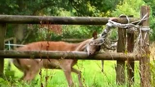 Rescues Only Had 30 Minutes To Save This Deer  The Dodo [upl. by Sender763]