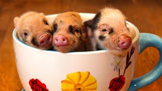 PIGS in TEACUP  Mini Pig as Pet  Pig Facts [upl. by Hutson829]