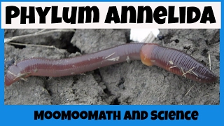 Phylum Annelida Characteristics [upl. by Rosalba21]