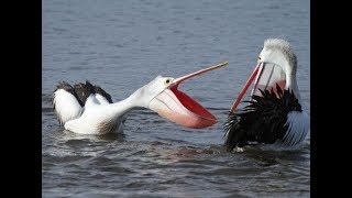 Funniest Pelican Videos Compilation 2018 BEST OF [upl. by Nimoynib291]