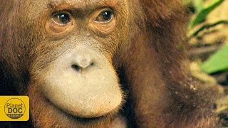 Orangutan Documentary [upl. by Purity172]