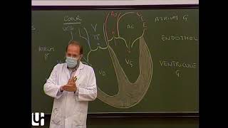 Anatomie générale 3  Appareil circulatoire General anatomy of the circulatory system [upl. by Edmanda]