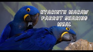 Hyacinth Macaw [upl. by Okun]