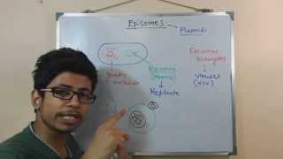 Episome  genomic DNA and plasmid in conjugation [upl. by Aztilem570]