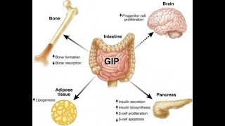 Gastric inhibitory peptide action on the gastrointestinal tract [upl. by Nosidam]