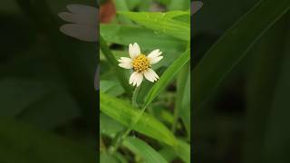 Tridax procumbens commonly known as coatbuttons or tridax daisy IshaPublicSchool [upl. by Dex140]