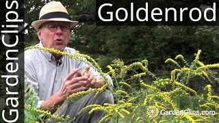 Goldenrod  Solidago rugosa Fireworks  How to grow Goldenrod  A weed thats gaining in popularity [upl. by Schargel46]