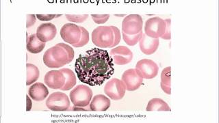 Identifying Leukocytes [upl. by Dolphin143]