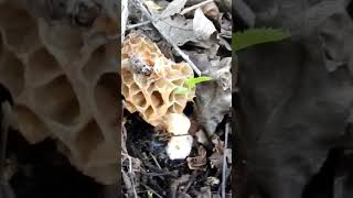 Morchella esculenta le vere spugnoleMorelsnaturemushrooms [upl. by Christen]