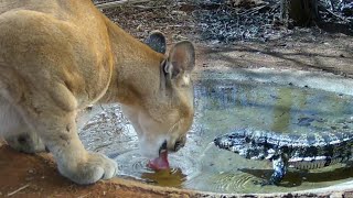 ONÇA SUSSUARANA BEBENDO NO LAGUINHO  CUTIA CORRE DO GATO MOURISCO MARACÁSBA [upl. by Mulford]