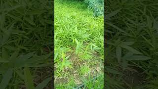 Bamboo Plants Nursery बगङी फाटा चौराहा जिला धार MP 7000414930 8462980916 tuldabambooplant [upl. by Arenahs38]