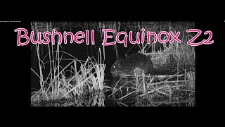 Bushnell Equinox Z2  Night Test In The Swamp [upl. by Afnin]