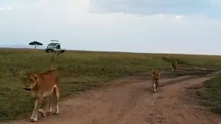 Lion Pride on Walk  Rongai Pride  Masaimara  1 June 2024 [upl. by Monto]