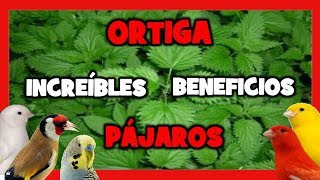 ORTIGA PARA CANARIOS Y EXOTICOS  ENCELADOR CASERO PARA PAJAROS  Remedios naturales [upl. by Oile]