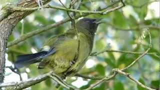 NZ Bellbird Dawn song HD [upl. by Enitsrik]