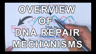 Overview of DNA Repair Mechanisms [upl. by Reginauld]