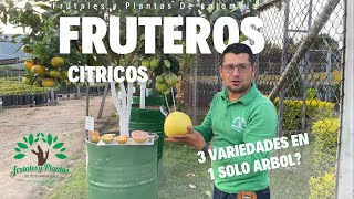 3 variedades en 1 solo árbol  Naranja Mandarina y Toronja [upl. by Nevag]