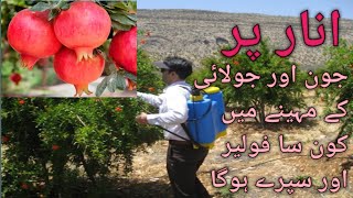 Foliar spray on pomegranate in the month of JuneJuly انار پر جون اور جولائی میں ہونے والے فولیئر [upl. by Caffrey10]