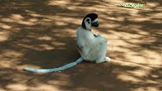 Dancing sifaka [upl. by Tam]