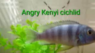 Angry fish  kenyi cichlid  maylandia lombardoi [upl. by Anived459]