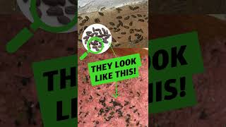 💩 Identifying Feces In Your Home💩 [upl. by Reid496]