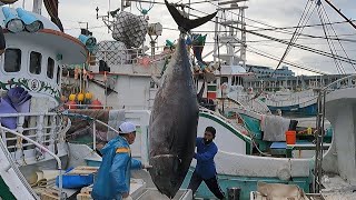 Bluefin Tuna on Light Tackle 30 Leaders With 100 Bluefin amp Yellowfin Tuna TOP GUN 80 San Diego CA [upl. by Dorreg]